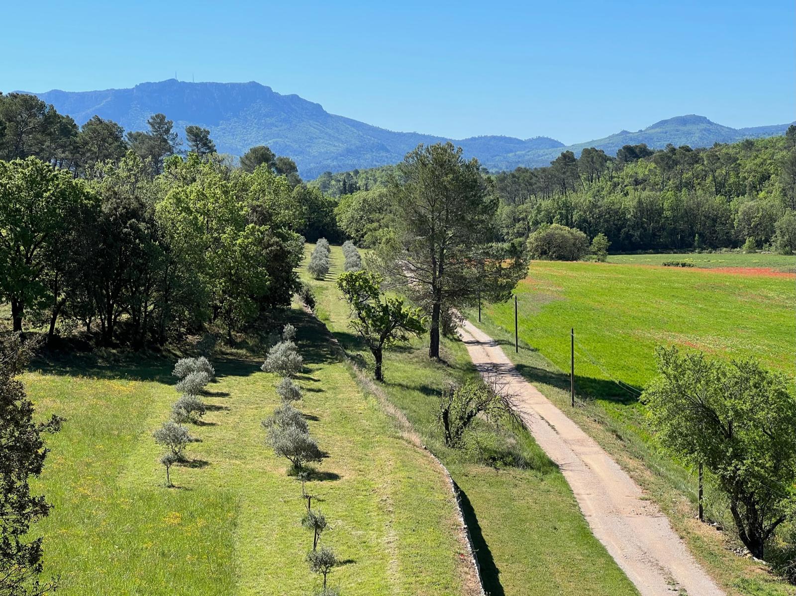 Vue sur l'oliveraie